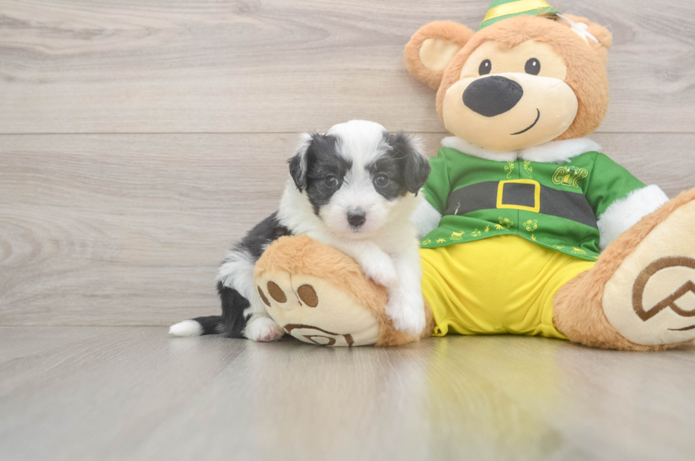 5 week old Aussiechon Puppy For Sale - Lone Star Pups