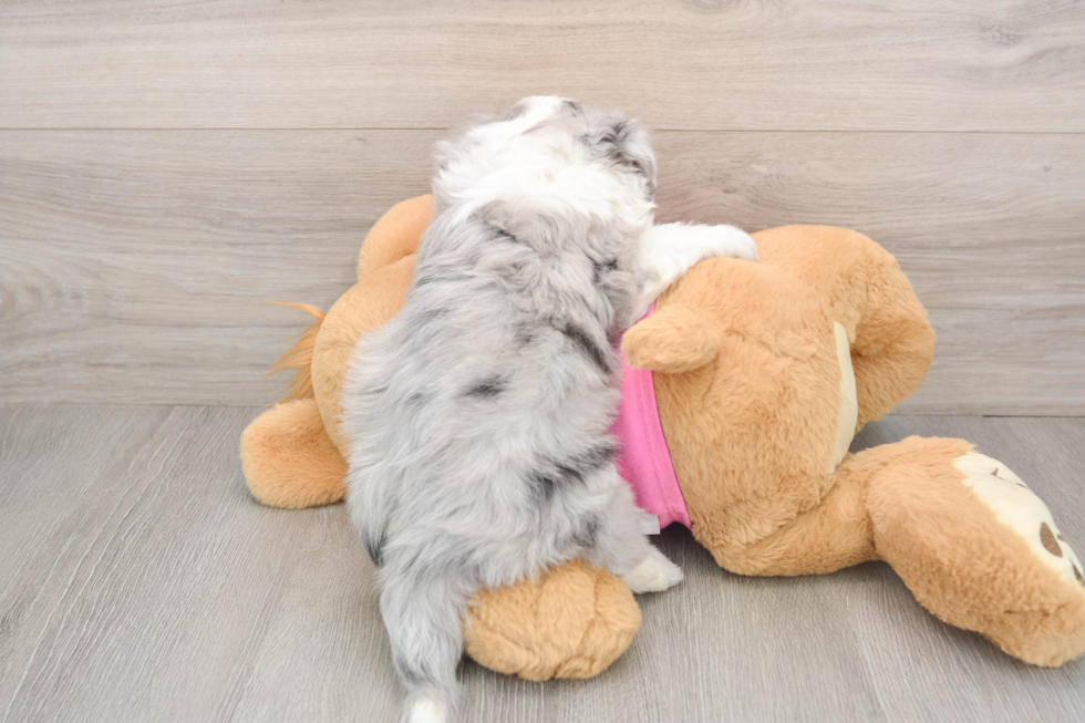 Happy Aussiechon Baby