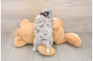 Popular Aussiechon Designer Pup