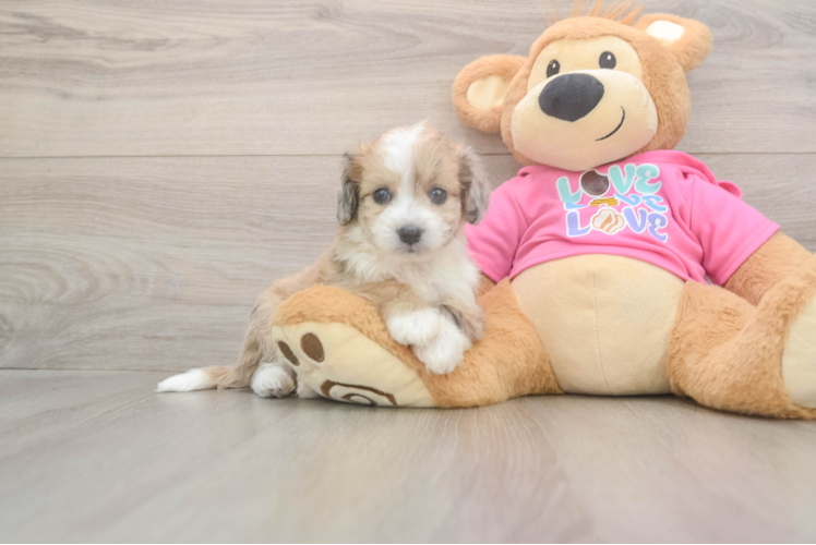 Aussiechon Pup Being Cute