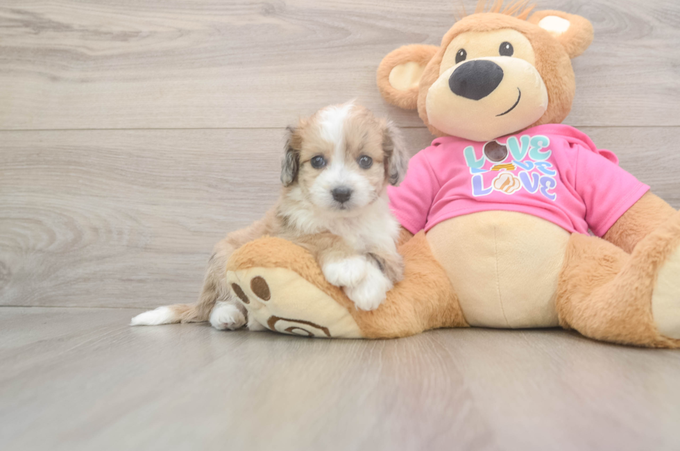 6 week old Aussiechon Puppy For Sale - Lone Star Pups