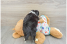 Smart Aussiechon Designer Pup