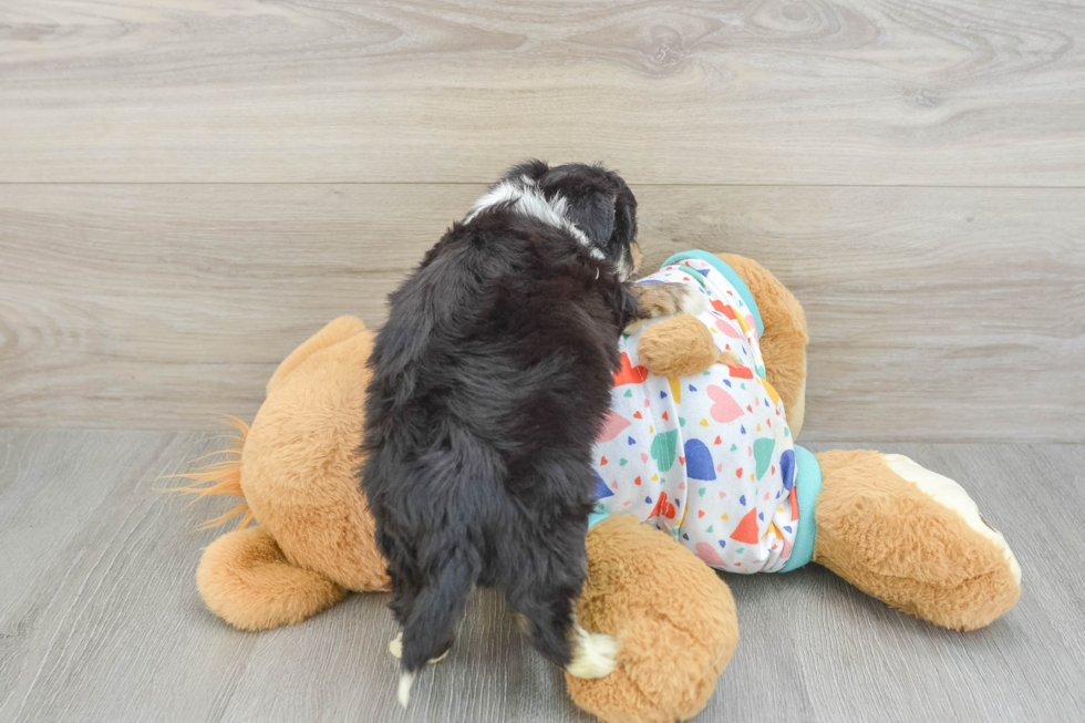 Smart Aussiechon Designer Pup