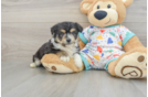 Little Aussie Bichon Designer Puppy