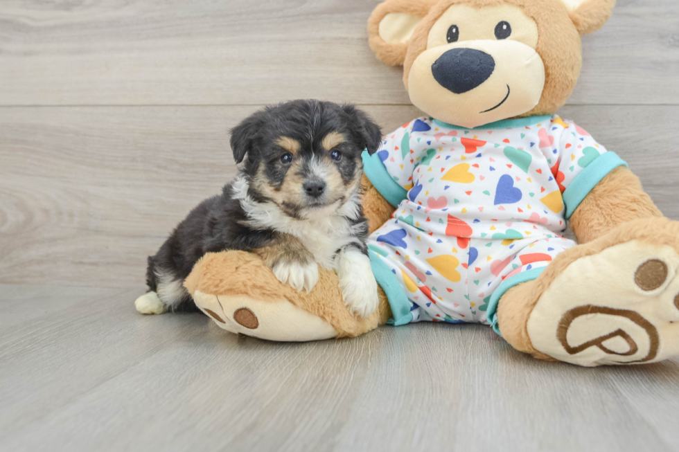 Little Aussie Bichon Designer Puppy