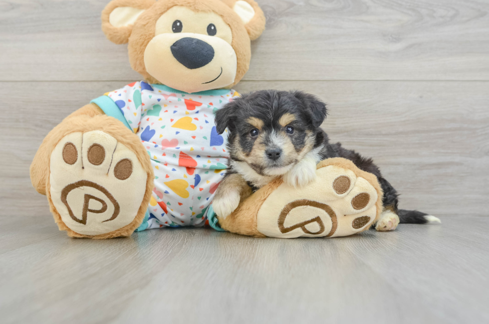 5 week old Aussiechon Puppy For Sale - Lone Star Pups