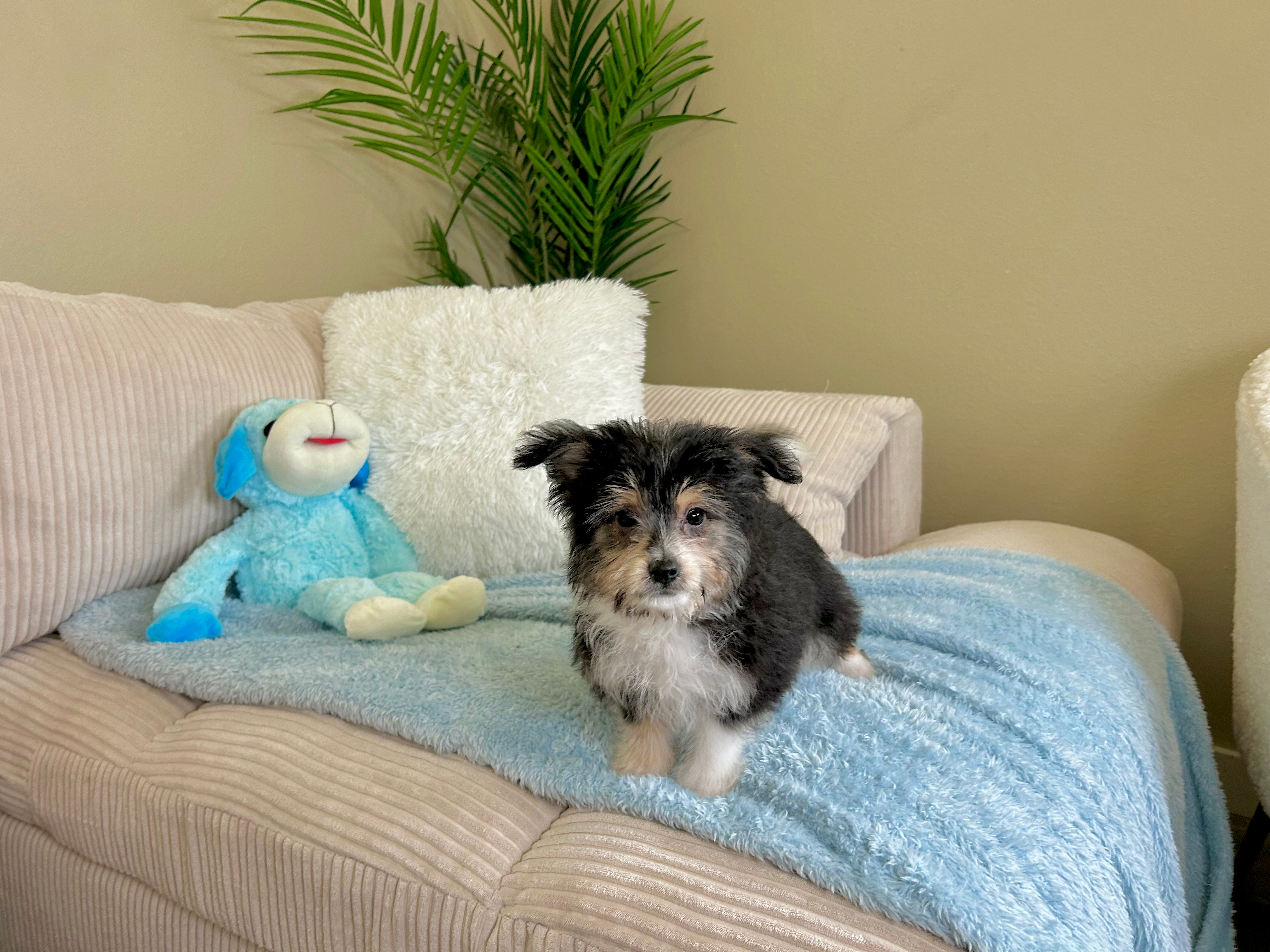 Aussiechon Puppy for Adoption