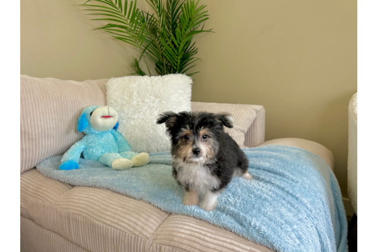 Aussiechon Puppy for Adoption