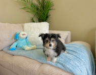 11 week old Aussiechon Puppy For Sale - Lone Star Pups