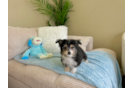 Aussiechon Puppy for Adoption