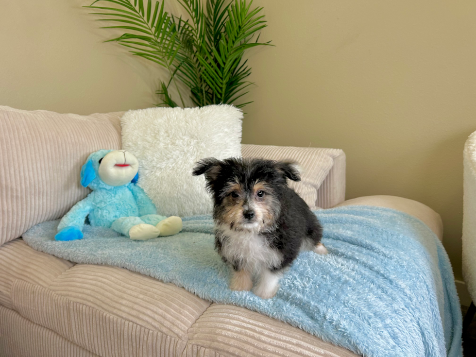 Aussiechon Puppy for Adoption