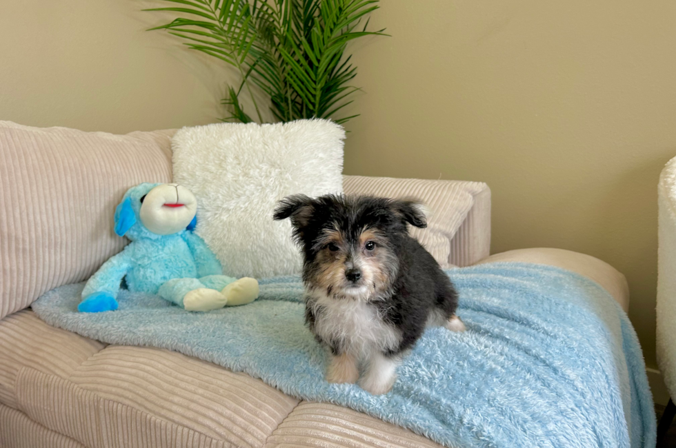 11 week old Aussiechon Puppy For Sale - Lone Star Pups