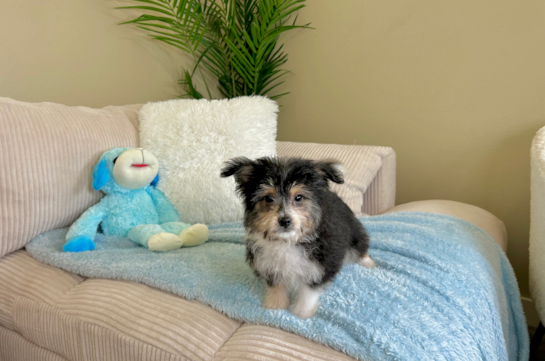 Aussiechon Puppy for Adoption