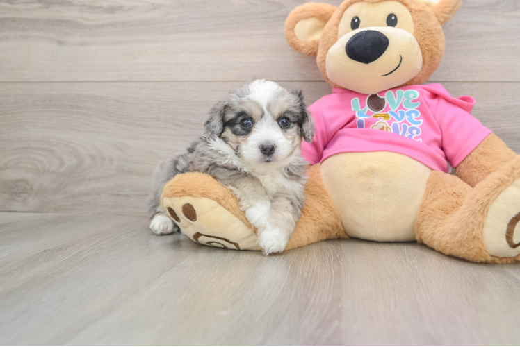 Aussiechon Puppy for Adoption