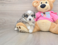 5 week old Aussiechon Puppy For Sale - Lone Star Pups