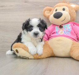 6 week old Aussiechon Puppy For Sale - Lone Star Pups
