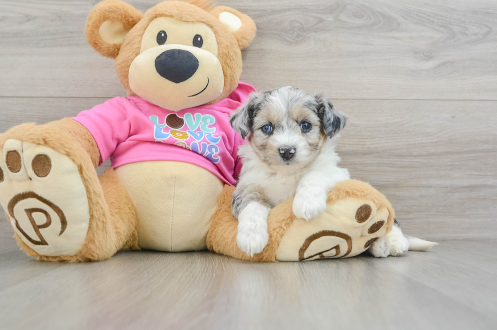 5 week old Aussiechon Puppy For Sale - Lone Star Pups