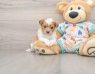 8 week old Aussiechon Puppy For Sale - Lone Star Pups