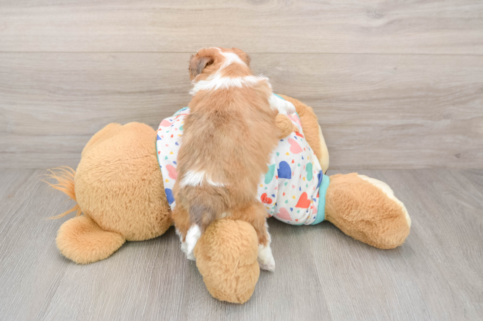 Smart Aussiechon Designer Pup