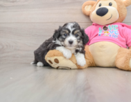7 week old Aussiechon Puppy For Sale - Lone Star Pups
