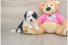 Best Aussiechon Baby
