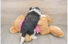 Aussiechon Puppy for Adoption