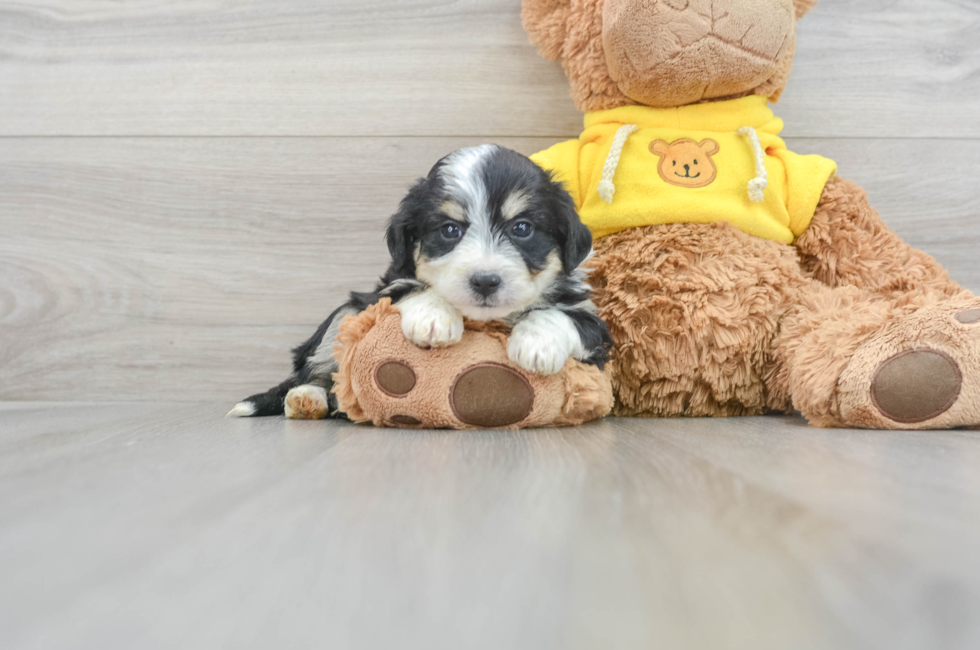 8 week old Aussiechon Puppy For Sale - Lone Star Pups