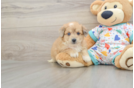 Aussiechon Puppy for Adoption