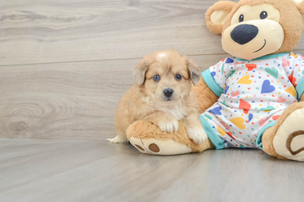 Aussiechon Puppy for Adoption