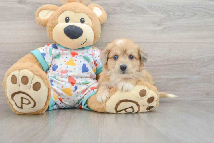 Popular Aussiechon Designer Pup