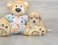 7 week old Aussiechon Puppy For Sale - Lone Star Pups