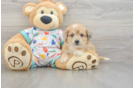 Popular Aussiechon Designer Pup