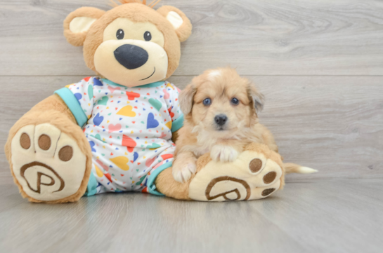 Popular Aussiechon Designer Pup