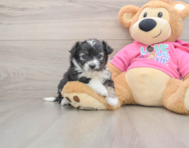 6 week old Aussiechon Puppy For Sale - Lone Star Pups