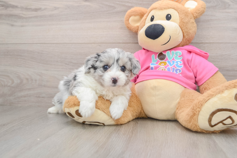 Playful Aussie Bichon Designer Puppy