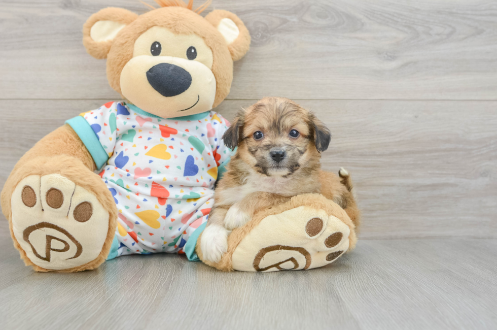 5 week old Aussiechon Puppy For Sale - Lone Star Pups