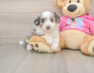 6 week old Aussiechon Puppy For Sale - Lone Star Pups