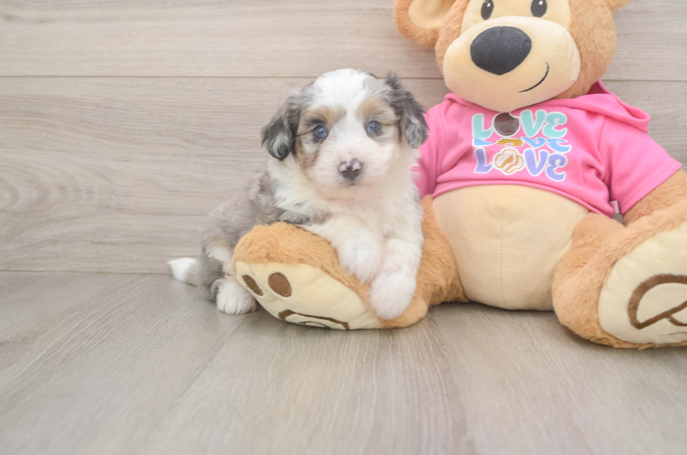 6 week old Aussiechon Puppy For Sale - Lone Star Pups