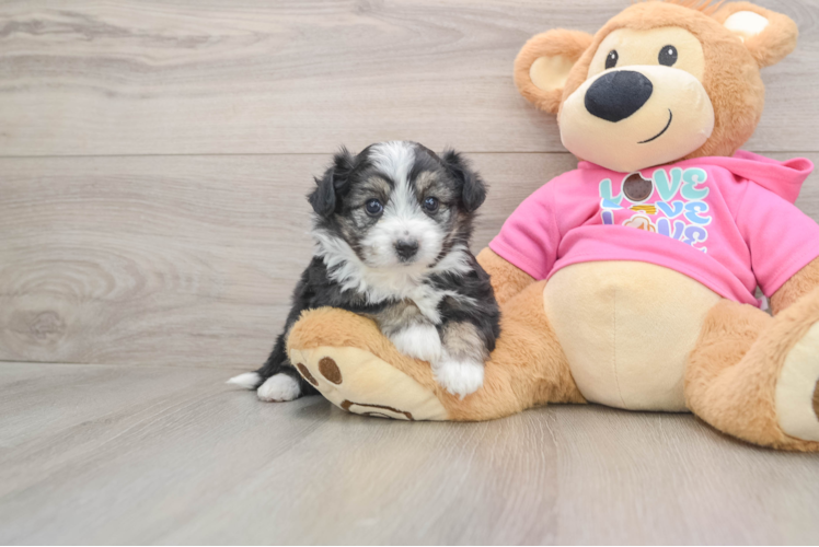 Hypoallergenic Aussie Bichon Designer Puppy