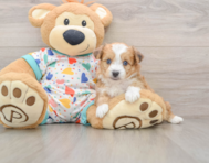 7 week old Aussiechon Puppy For Sale - Lone Star Pups