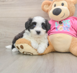 7 week old Aussiechon Puppy For Sale - Lone Star Pups