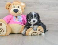 8 week old Aussiechon Puppy For Sale - Lone Star Pups