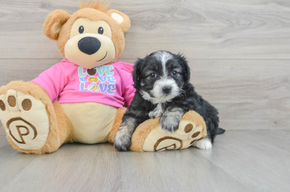 8 week old Aussiechon Puppy For Sale - Lone Star Pups