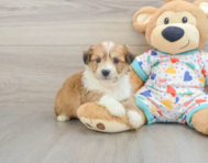 8 week old Aussiechon Puppy For Sale - Lone Star Pups