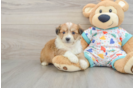 Best Aussiechon Baby
