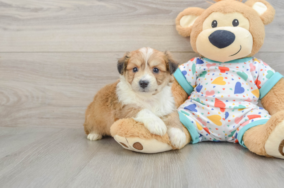 5 week old Aussiechon Puppy For Sale - Lone Star Pups