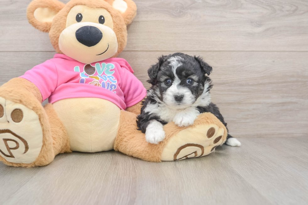 Aussiechon Puppy for Adoption