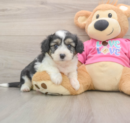 8 week old Aussiechon Puppy For Sale - Lone Star Pups