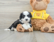 9 week old Aussiechon Puppy For Sale - Lone Star Pups