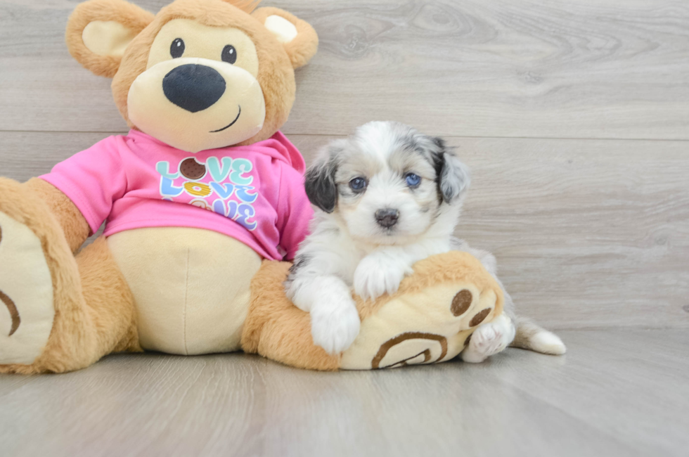 5 week old Aussiechon Puppy For Sale - Lone Star Pups